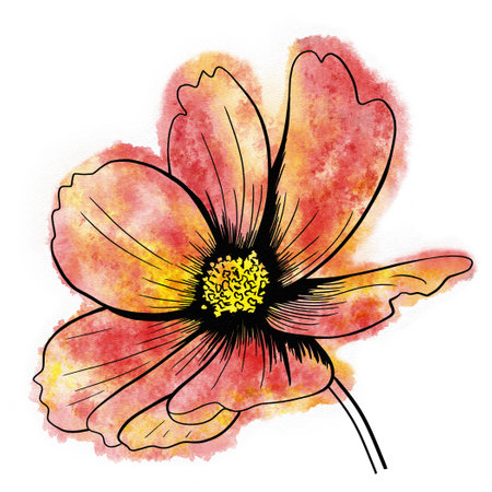 line ink drawing of cosmos flower with watercolor background as greeting cardの写真素材