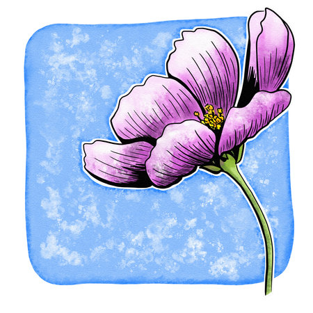 line ink drawing of cosmos flower with watercolor background as greeting cardの写真素材