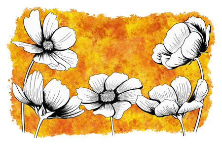 line ink drawing of cosmos flower with watercolor background as greeting cardの写真素材