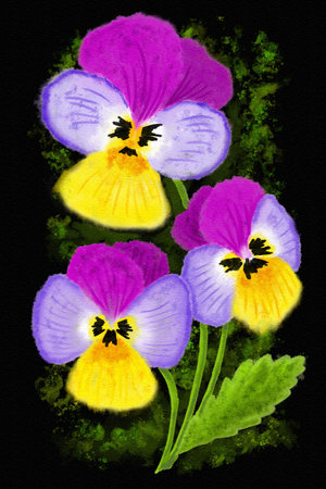 illustration of three colorful pansies in watercolor on black backgroundの写真素材