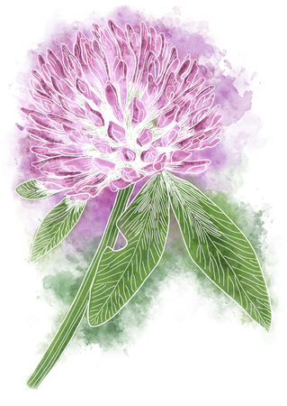 illustration of red clover flower hand drawn with watercolorsの写真素材