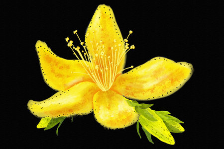 illustration of St. John's wort flower in watercolors on black backgroundの写真素材