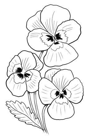 line ink drawing of pansies on white backgroundの写真素材