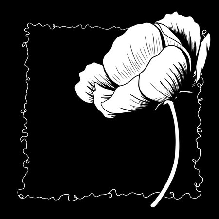 line ink drawing of cosmos flower on black background as greeting cardの写真素材