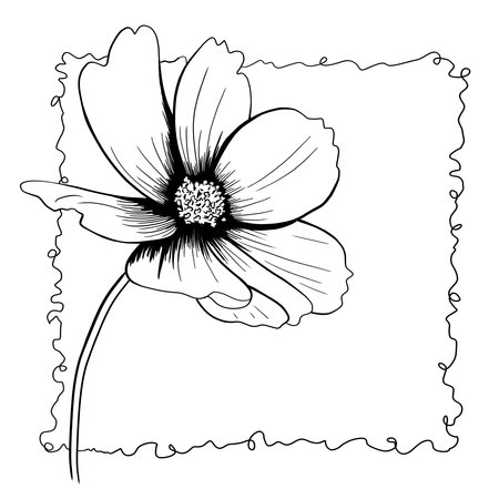 line ink drawing of cosmos flower in black and white as greeting cardの写真素材