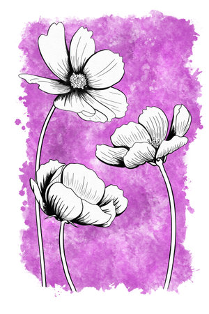 line ink drawing of cosmos flower with watercolor background as greeting cardの写真素材