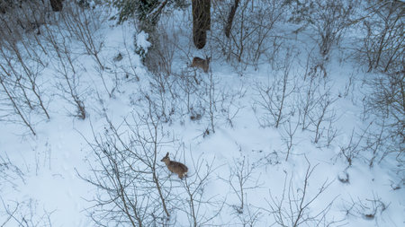 Aerial view shows two deer moving through snow at a Belarus woodland edge. Leafless shrubs and...