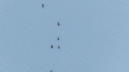 Aerial view of a snow covered field in Belarus as a small deer herd moves in a loose line. Dark...