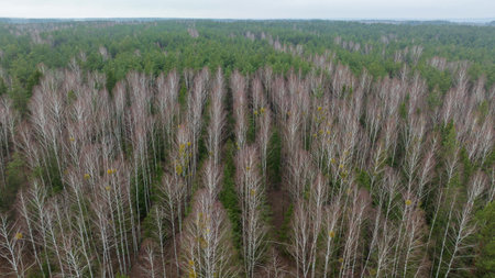 Aerial scene in rural Belarus shows leafless birch rows above darker conifers. White bark and yellow...