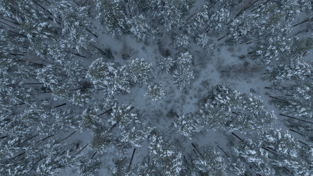 Aerial scene shows Belarus conifer forest in winter, snow on pine canopies, dark trunks marking pale...