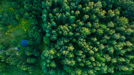 Aerial top down view shows dense sunlit forest canopy, a dark roof cabin, and a parked vehicle on a...