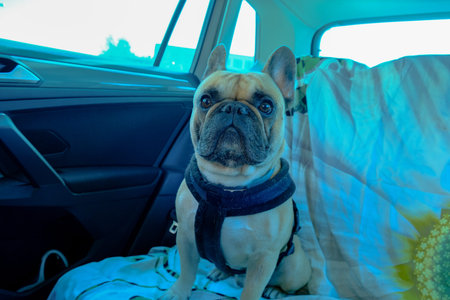 A fawn French Bulldog sits on a quilted blanket in a compact car, wearing a black harness and looking at the camera, cool blue daylight filling the interior.の写真素材