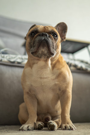 Tan French Bulldog sits on carpet indoors, gazing upward. Soft focus gray sofa and folded blanket sit behind. Daylight and shallow depth of field shape a calm scene.の写真素材