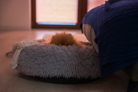 A Pomeranian peeks from a shaggy gray pet bed by a sofa with a deep blue blanket in a Poland living room, warm window light and wood floor set a dim, intimate mood.の写真素材