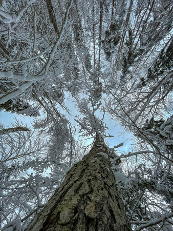 Upward view from forest floor shows a tall conifer trunk rising to snow laden branches against a...