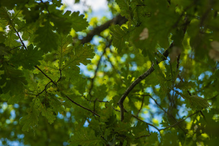 Sunlight filters through lobed oak leaves in a Lithuanian forest. Branches crisscross, soft focus...