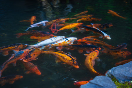 Bright orange koi with black speckles and a few white and blue fish swirl in a calm garden pond in Madeira. Rough stone edging and rippling water are visible.