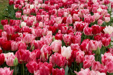 white and pink tulips blossom in spring in the parkの写真素材