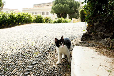 Kitten walks in the parkの写真素材