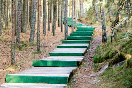 Long green wooden ladder in the wood as the roadの写真素材