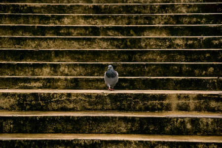 Pigeon walks on a wide dark ladderの写真素材