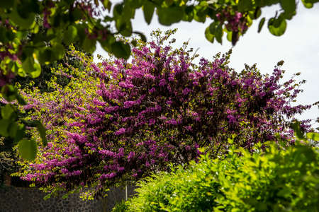 View of the beautiful blossoming tree among green plantingsの写真素材