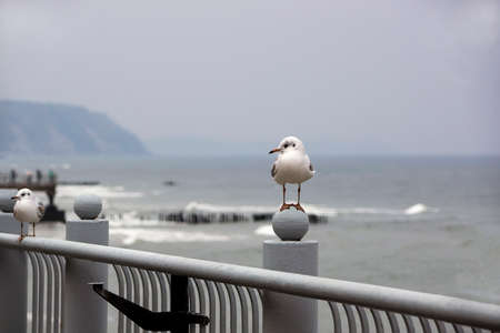 Seagulls sit on a parapet against the background of the gloomy seaの写真素材