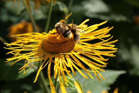 fighting two bumblebeesの写真素材