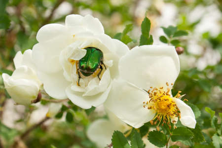 Green bug on flowerの写真素材