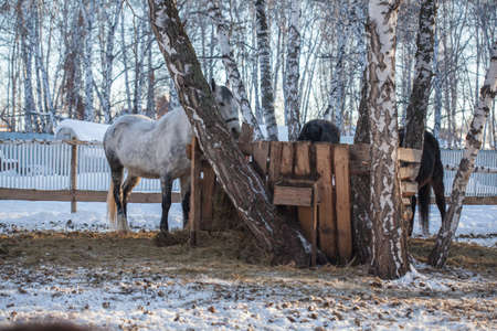 Feeding the horses in the natureの写真素材