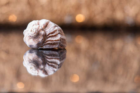 Sea shell on a brilliant backgroundの写真素材