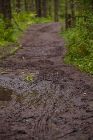 Trails in the forestの写真素材