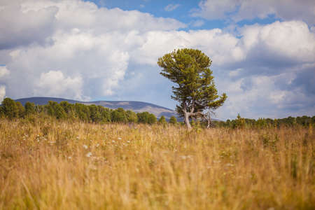 Lonely tree in fieldの写真素材