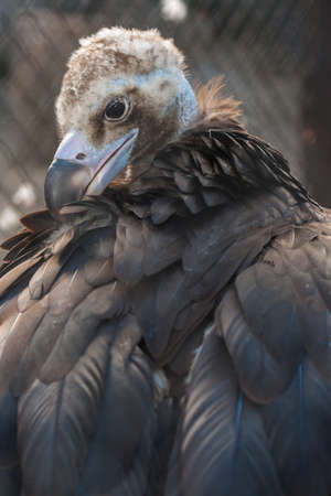 Black vulture. A bird of prey.の写真素材