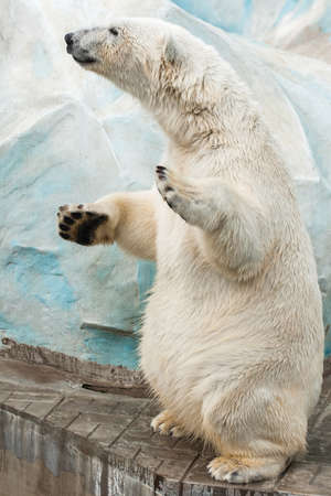 A polar bear stands on hind legsの写真素材