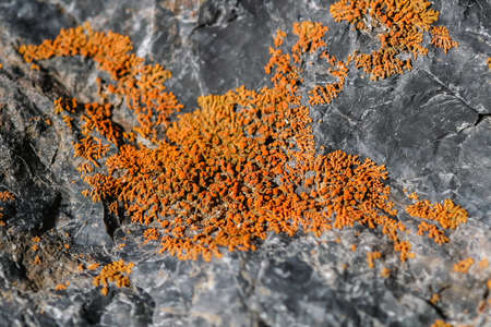 The lichen on the stone. Beautiful vegetation on the rocky surfaceの写真素材