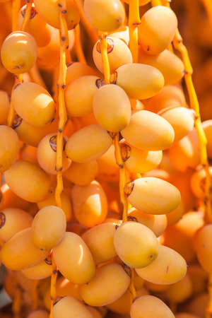 Orange dates grow in clusters on a palm tree. Macroの写真素材