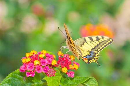 Beautiful yellow butterfly sitting on small flowers