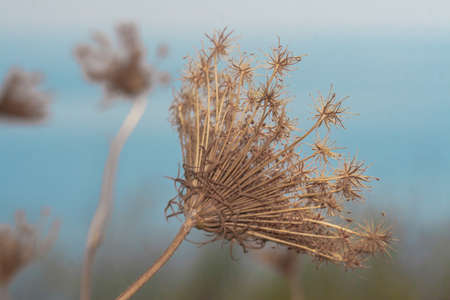 A dried flower is on the sea coast in Chalkidiki. Plant Wallpaper for background