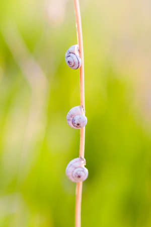 Three small white snail sitting on the stem of the plantの写真素材