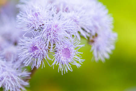 Decorative lilac flower ageratum of Houston. A field of beautiful flowers in the natural...