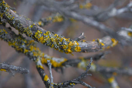 Dry old tree branches covered with lichen and moss. Old tree branch.の写真素材