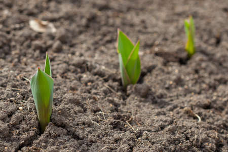 The young shoots of the plants break through the ground. Early plants at an early stage. The garden plants.の写真素材