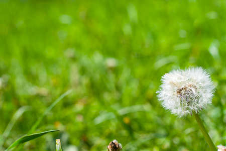Photo for postcard. Place the graphic on a green background. Dandelion on background green grass. Macro. Fluffy white head of a dandelion. Lush green grass in the background.の写真素材