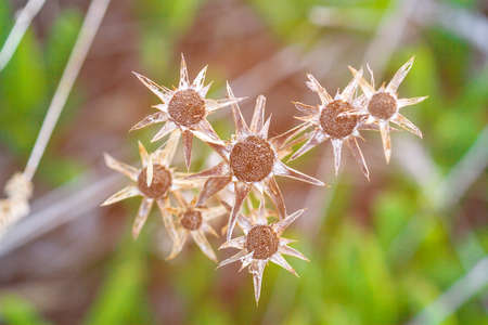 Dried flowers on a background of green grass with sunset lightの写真素材