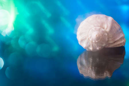 Seashell lies on glass surface with reflection. Place for text on blue-green background.の写真素材