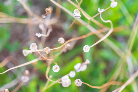 Small white flowers on a bent stem.の写真素材