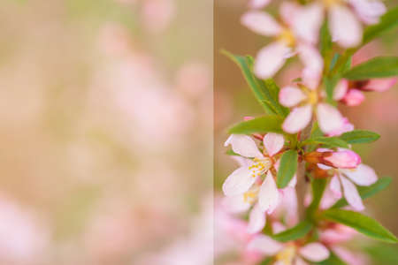 Pink flowers of wild rosemary. White stripe for text. Shrub, flowering rosemary. Flowering plants.の写真素材