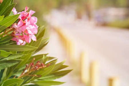 Pink flowers growing on a green Bush beside the road. The natural background of leaves and flowersの写真素材
