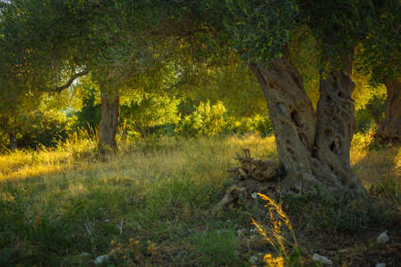 Located in the cool shade of the olive groves on a Sunny summer day. Crown olive treesの写真素材